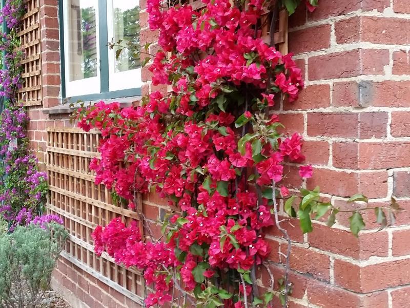 Bougainvilleas on the front wall